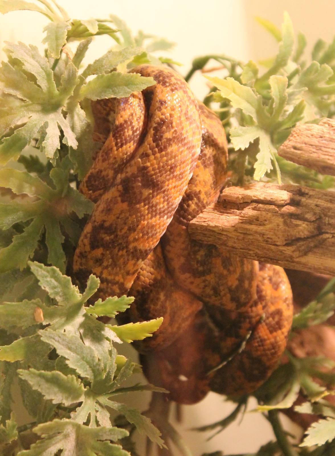 Corallus hortulanus