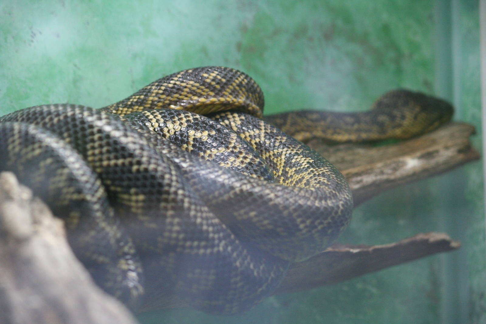 Corallus ruschenbergerii?