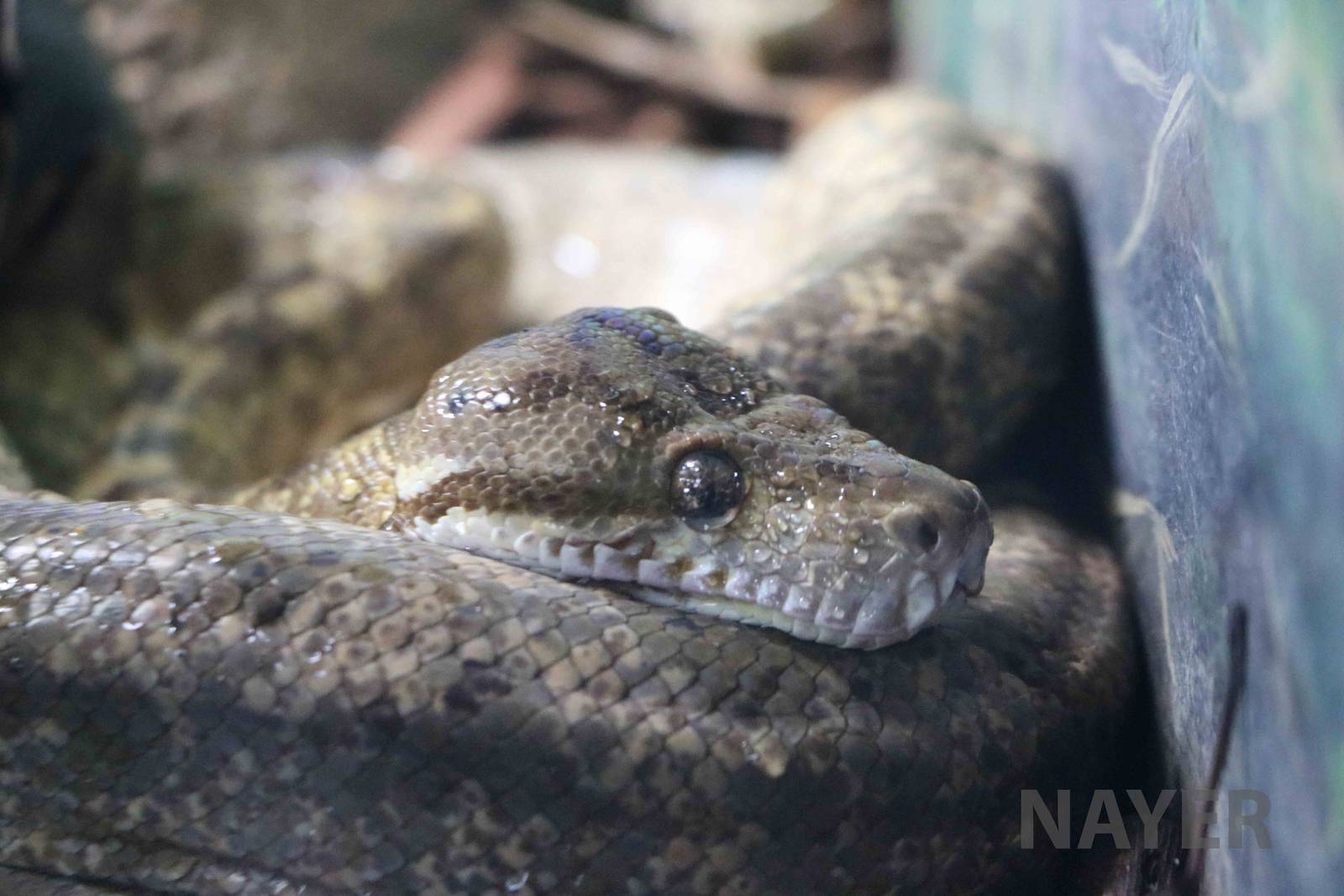 Corallus sp.- Instituto Butantan, 2016
