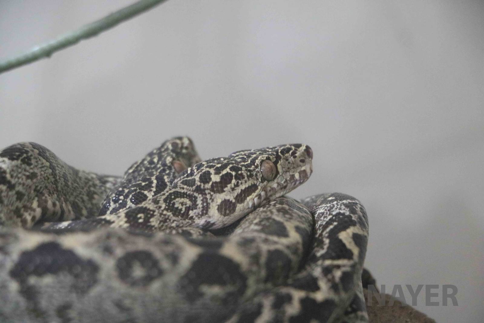 Corallus sp., March 2016