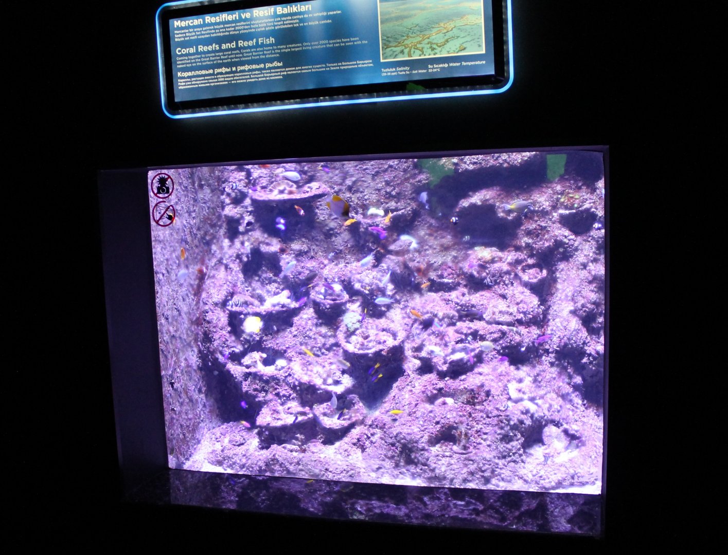 Coralreef-aquarium