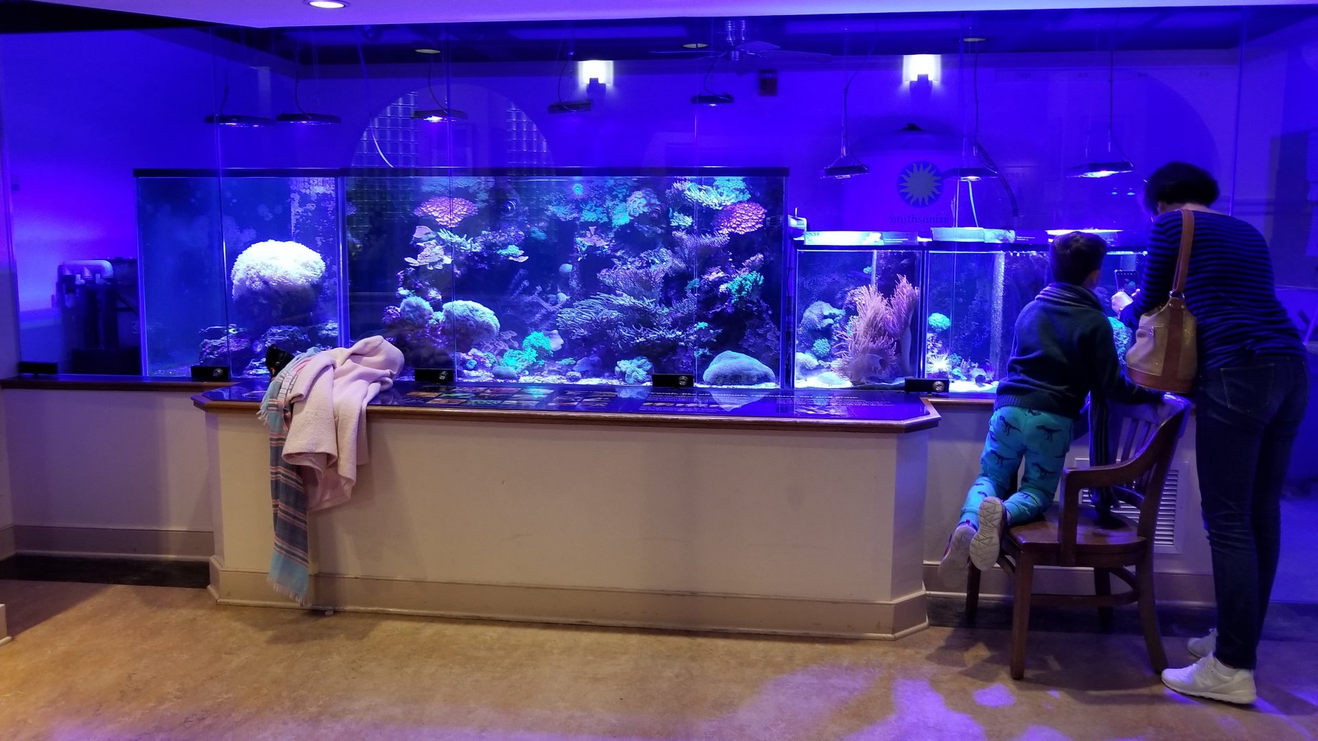 Corals and Anemones, Amazonia