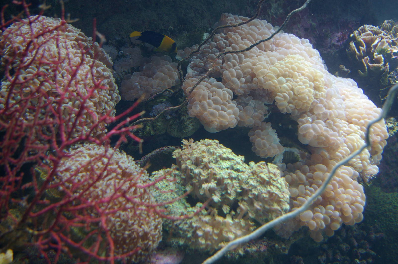 corals in the reef tank
