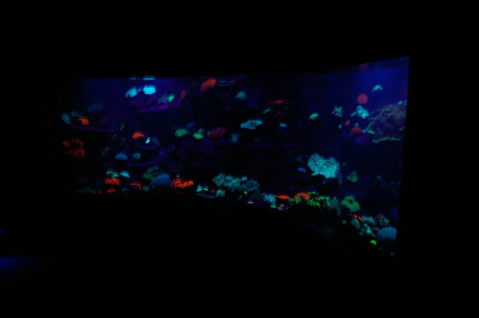 corals under ultraviolet light