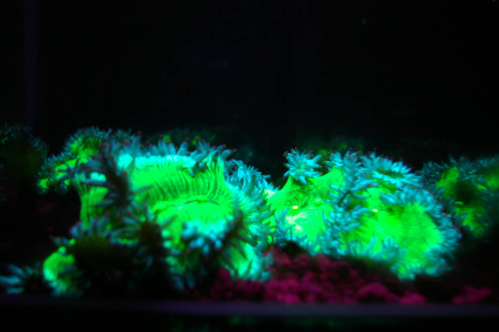 corals under ultraviolet light