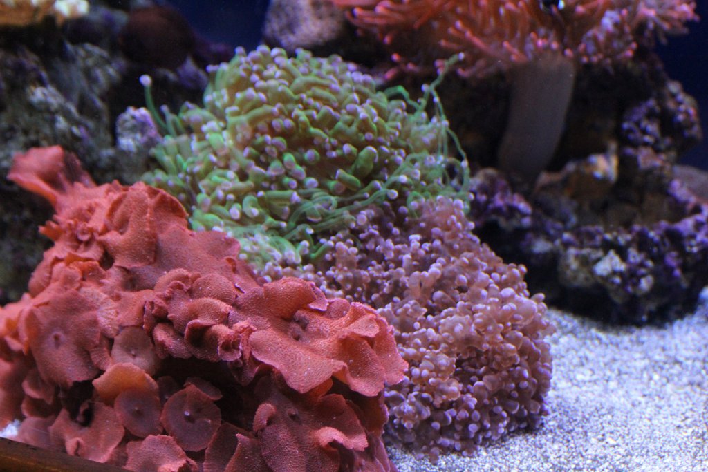 Corals