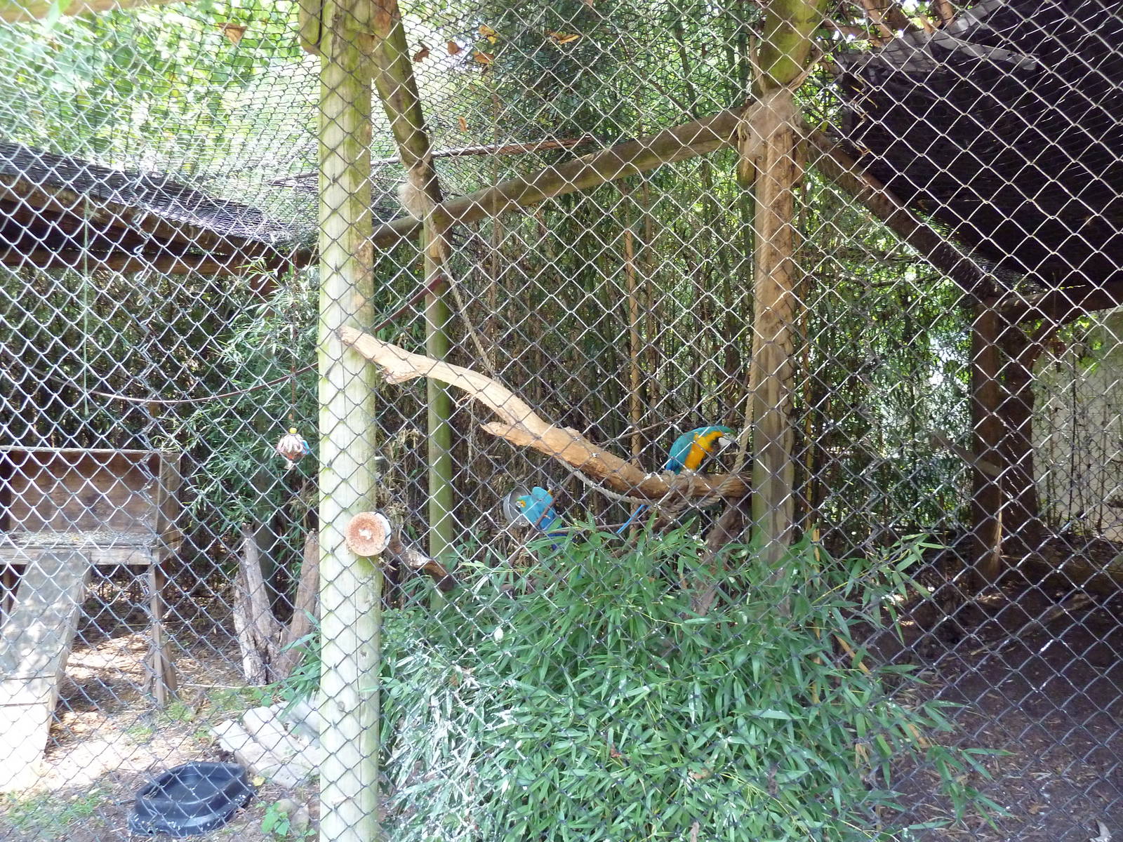 Corcovado Jungle - Blue + Gold Macaw Exhibit