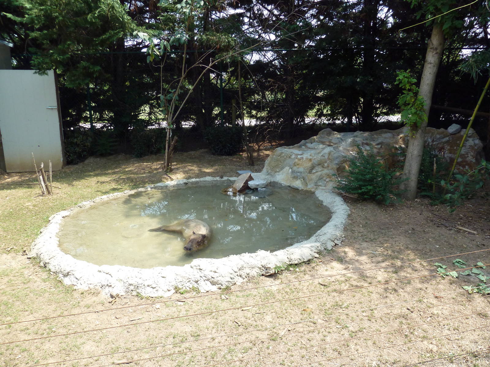Corcovado Jungle - Capybara Exhibit