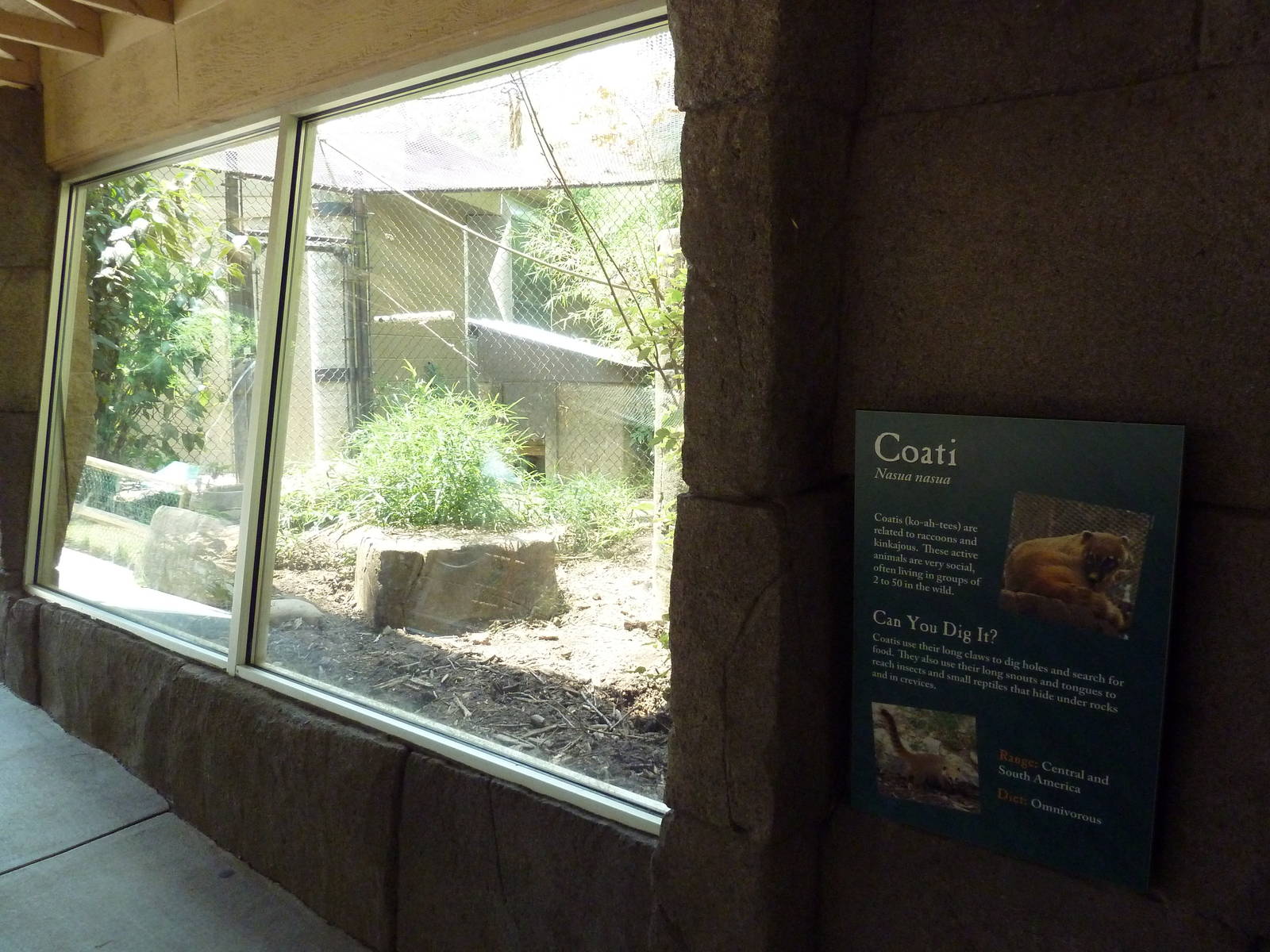 Corcovado Jungle - Coati Exhibit