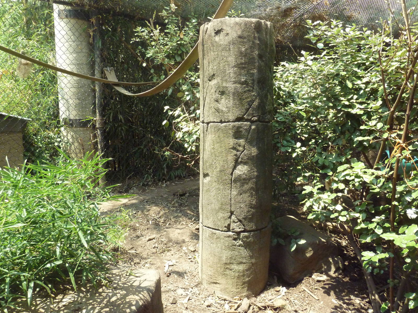Corcovado Jungle - Coati Exhibit