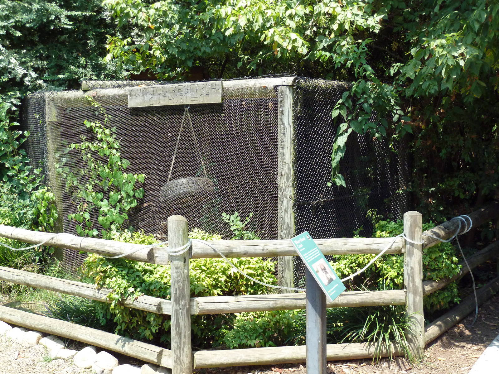 Corcovado Jungle - Coati Exhibit