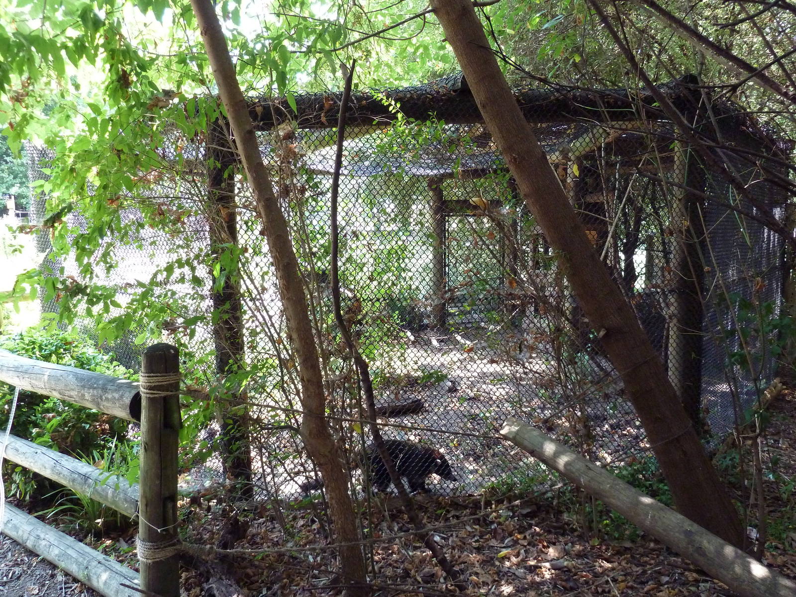Corcovado Jungle - Coati Exhibit