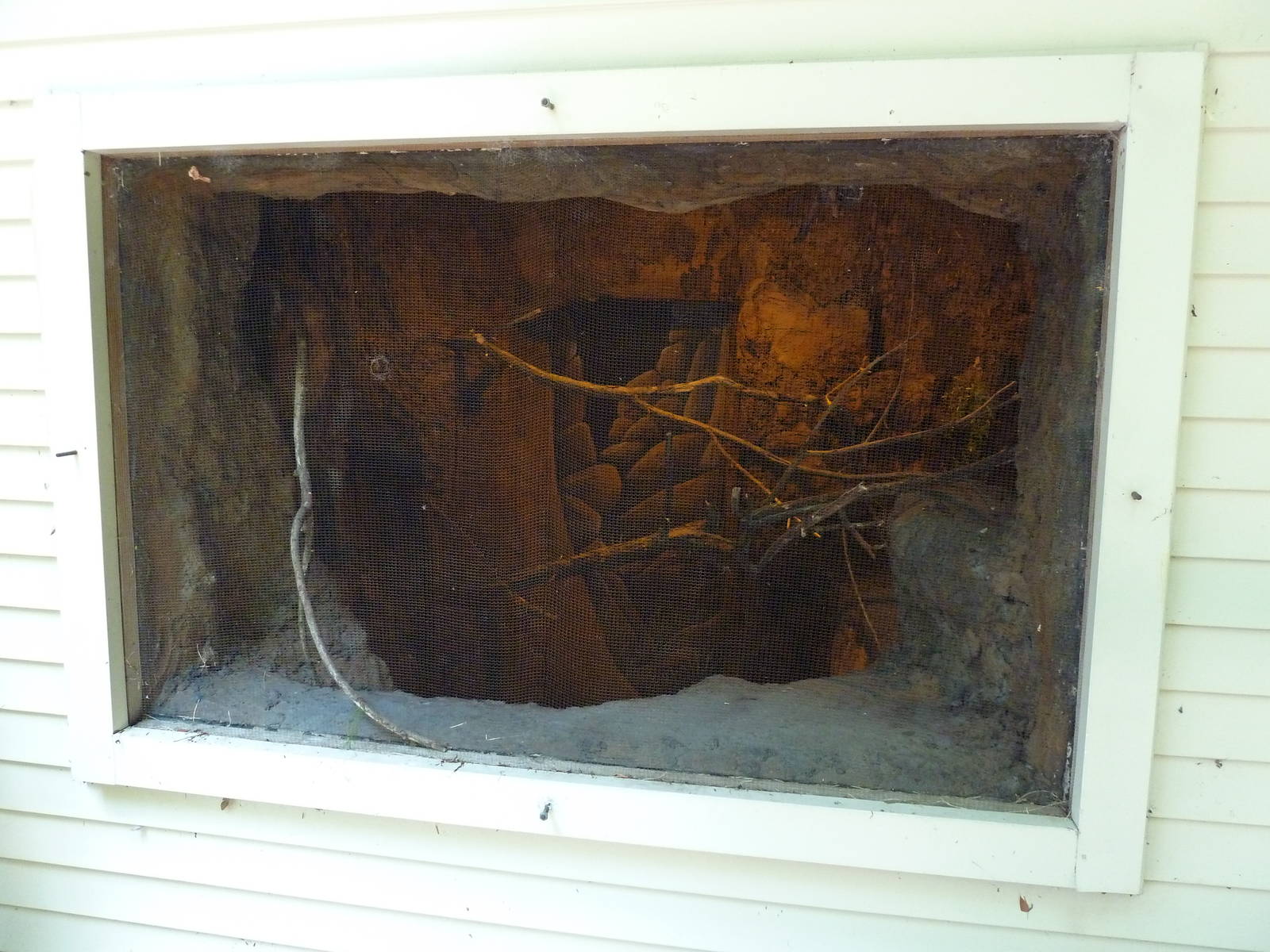 Corcovado Jungle - Cotton-Top Tamarin Exhibit