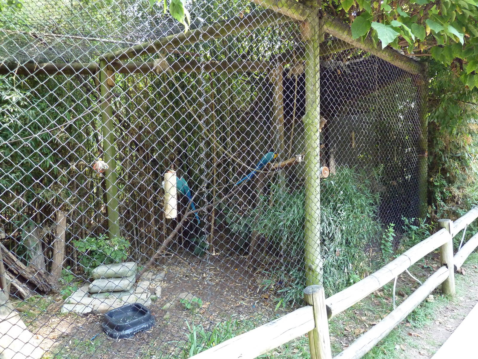 Corcovado Jungle - Hyacinth Macaw Exhibit
