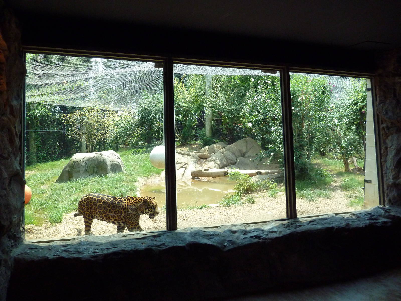 Corcovado Jungle - Jaguar Exhibit