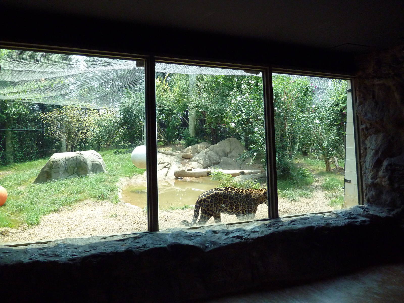 Corcovado Jungle - Jaguar Exhibit