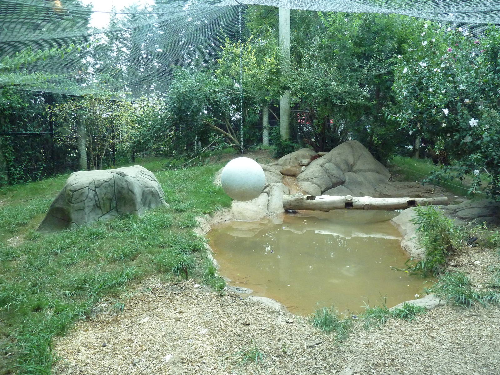 Corcovado Jungle - Jaguar Exhibit