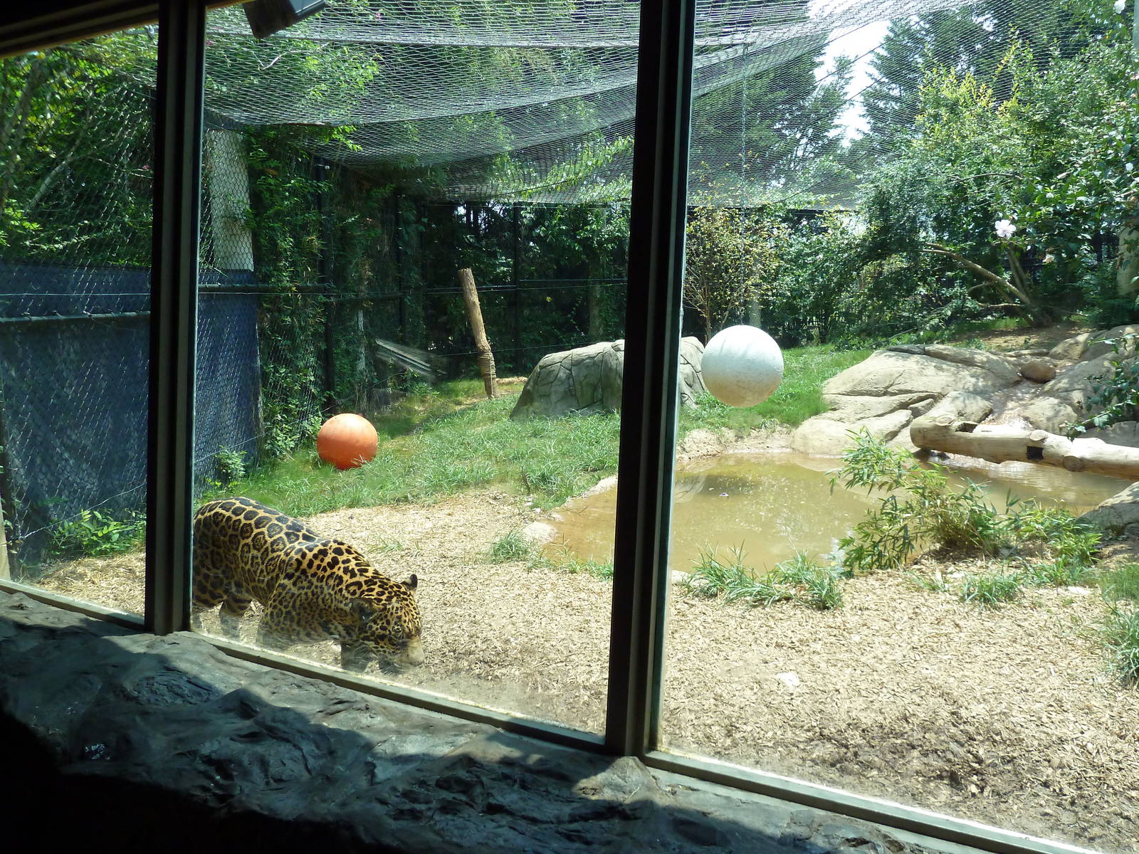 Corcovado Jungle - Jaguar Exhibit