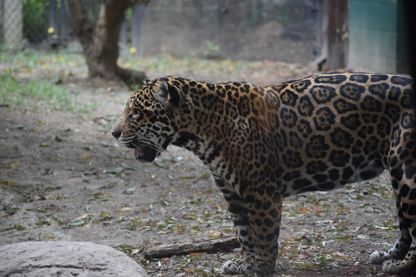 Corcovado Jungle - Jaguar