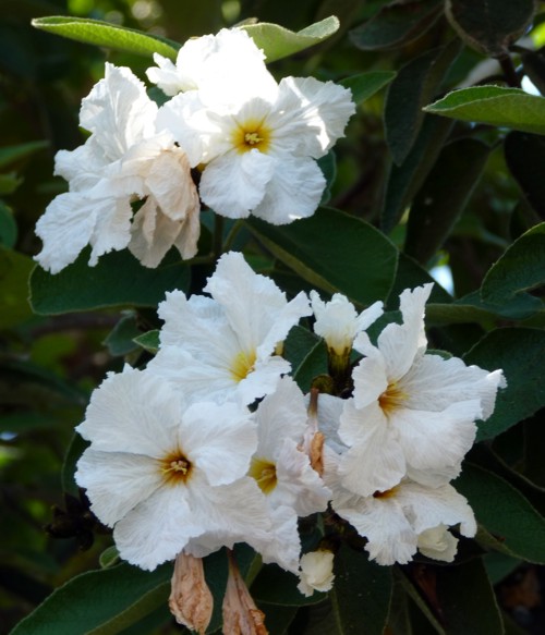 Cordia boissieri