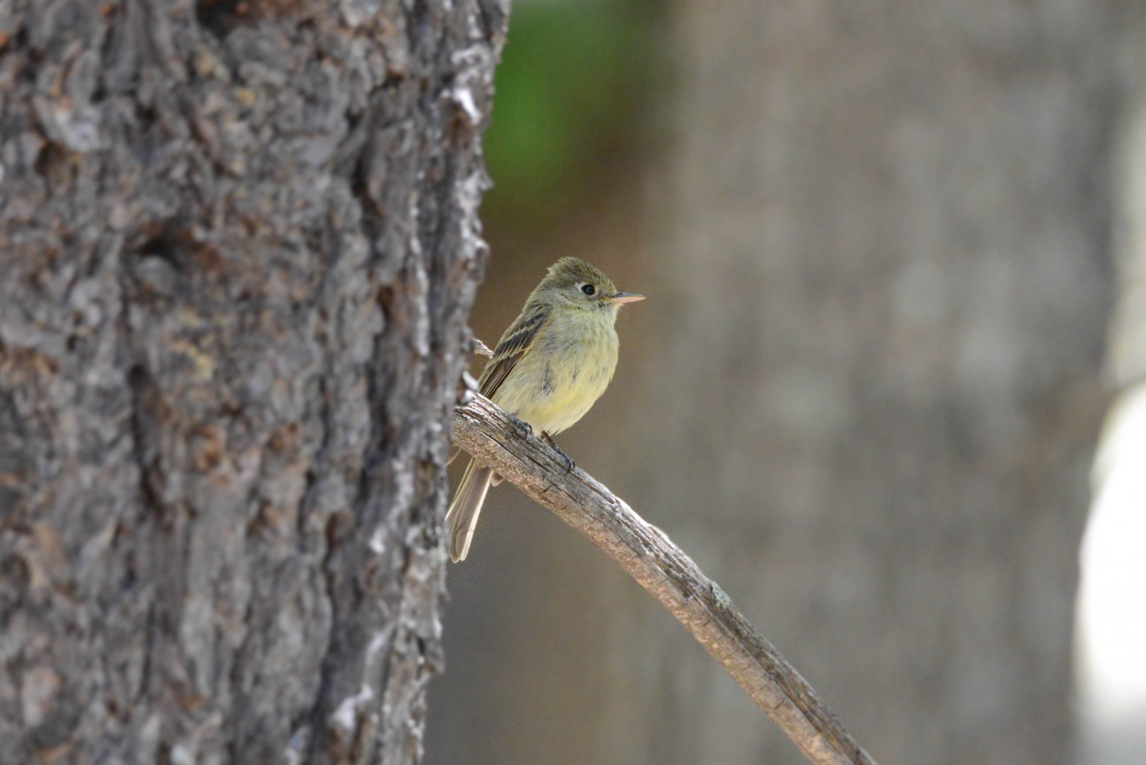 Cordilleran Flycatcher- Empidonax occidentalis