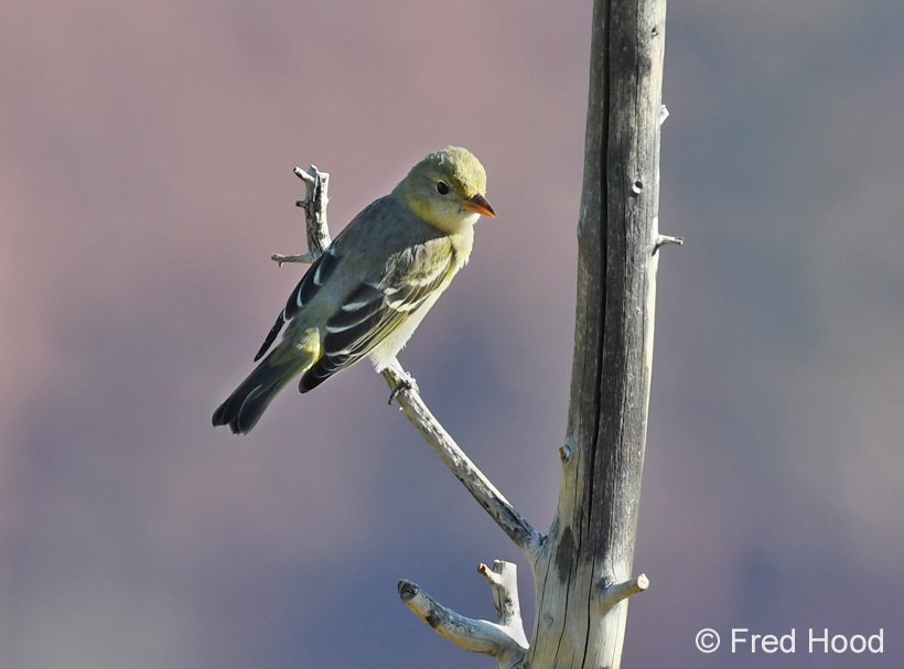 cordilleran flycatcher