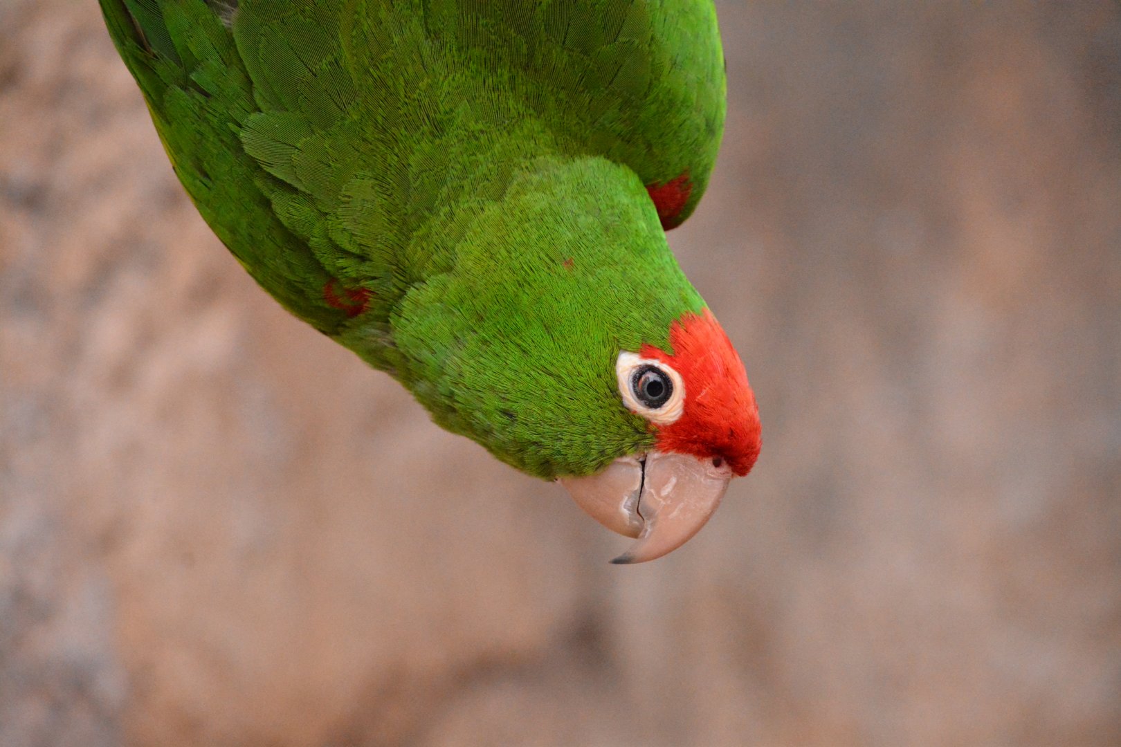 Cordilleran parakeet (Psittacara frontatus frontatus)