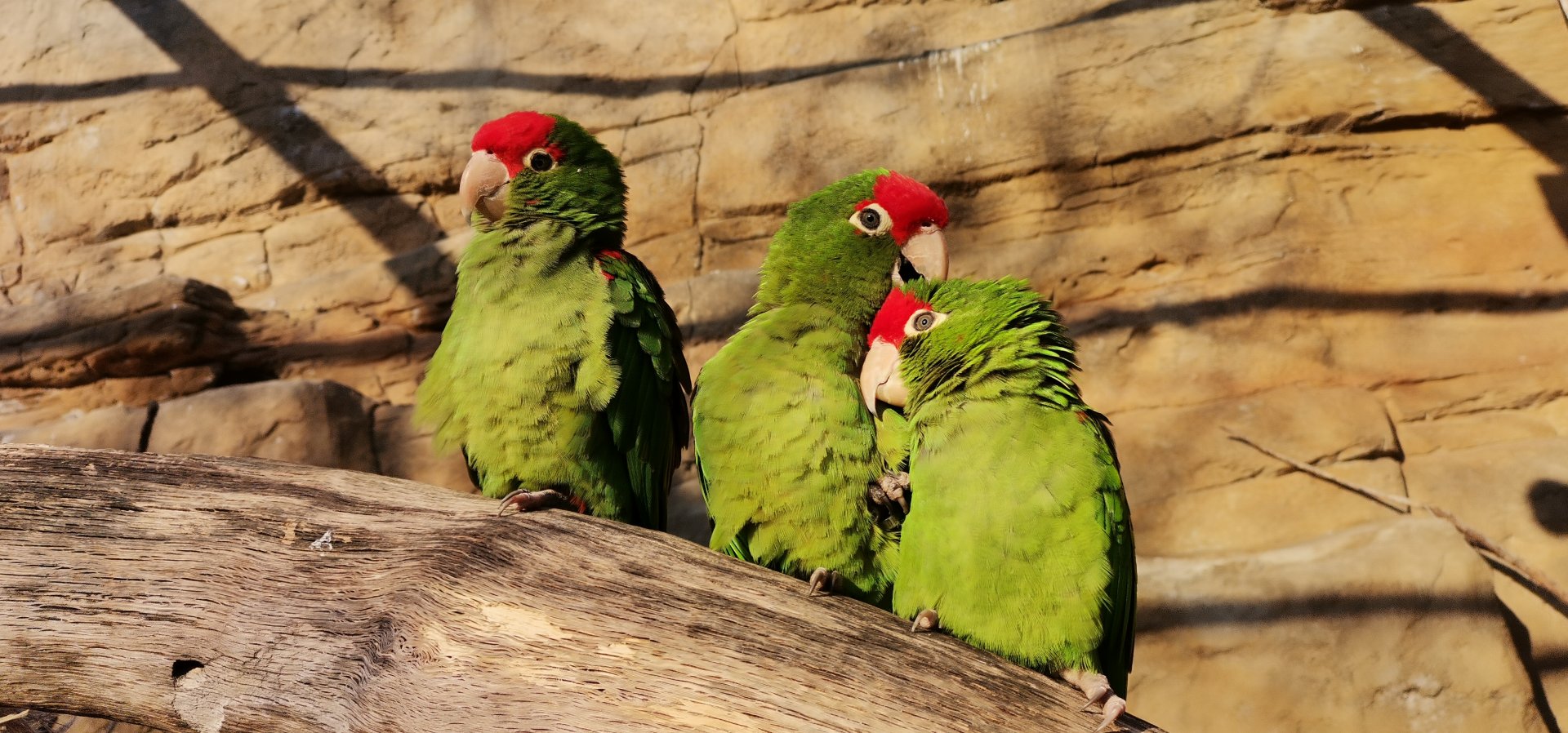 Cordilleran Parakeet