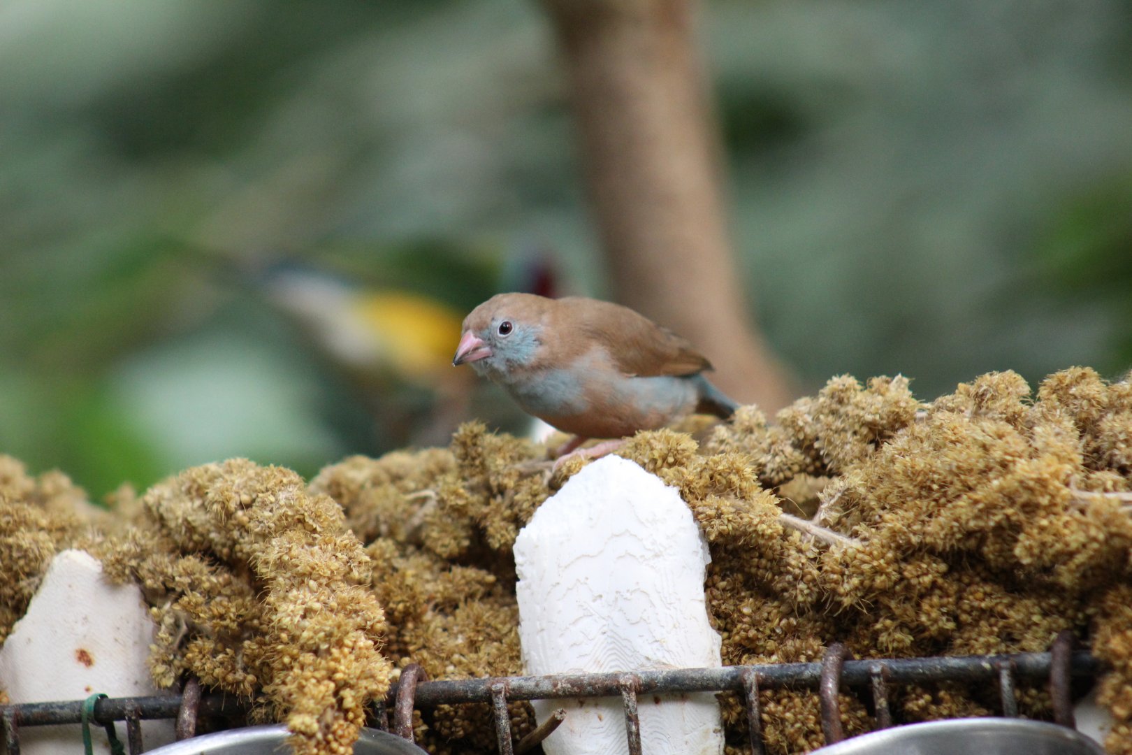 Cordon-Bleu - Magic Wings Butterfly Conservatory