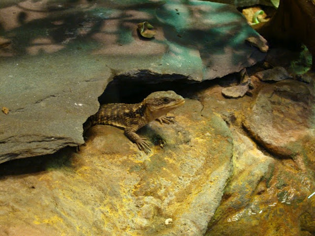 Cordylus t. tropidosternum