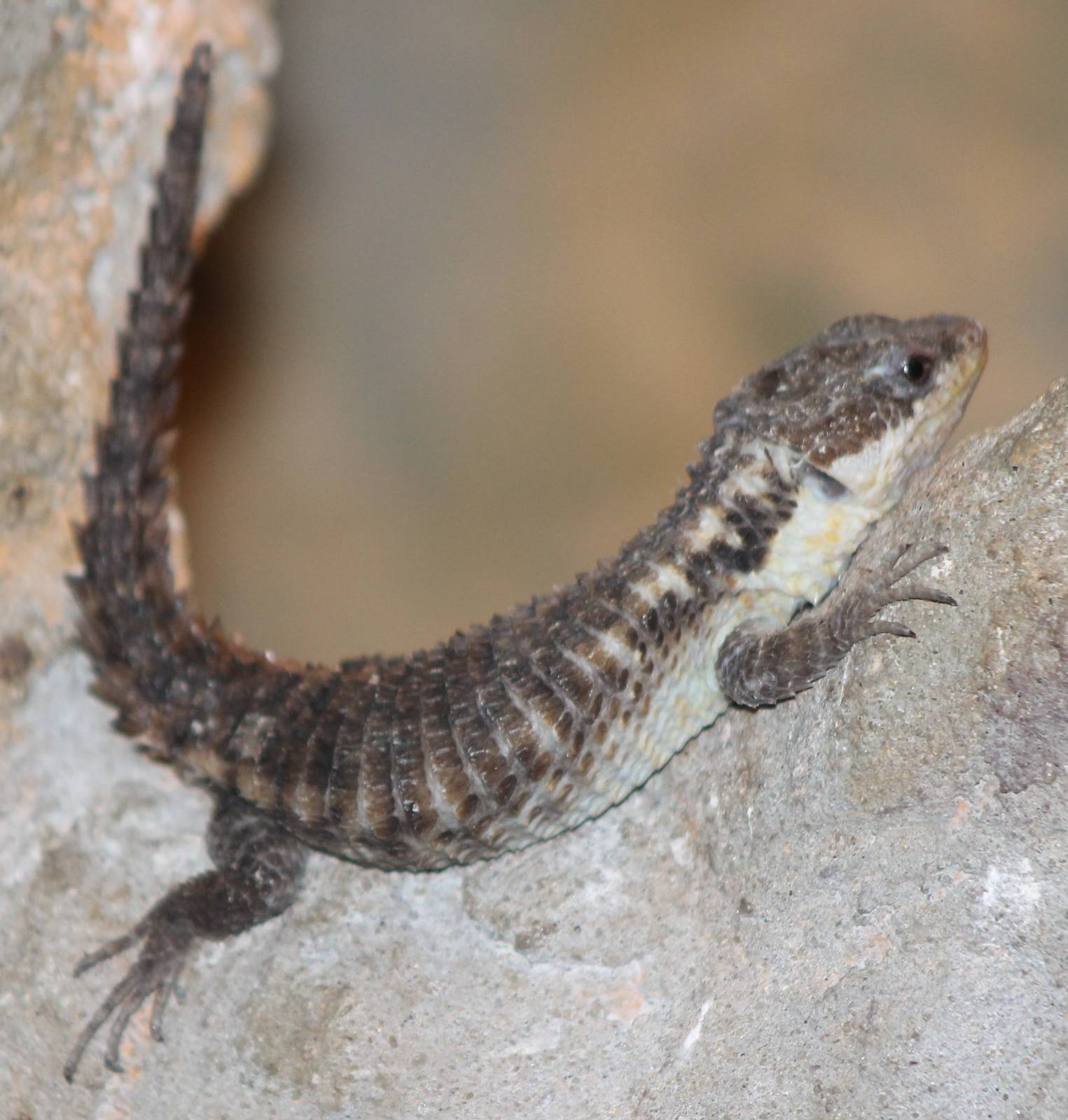 cordylus tropidosternum