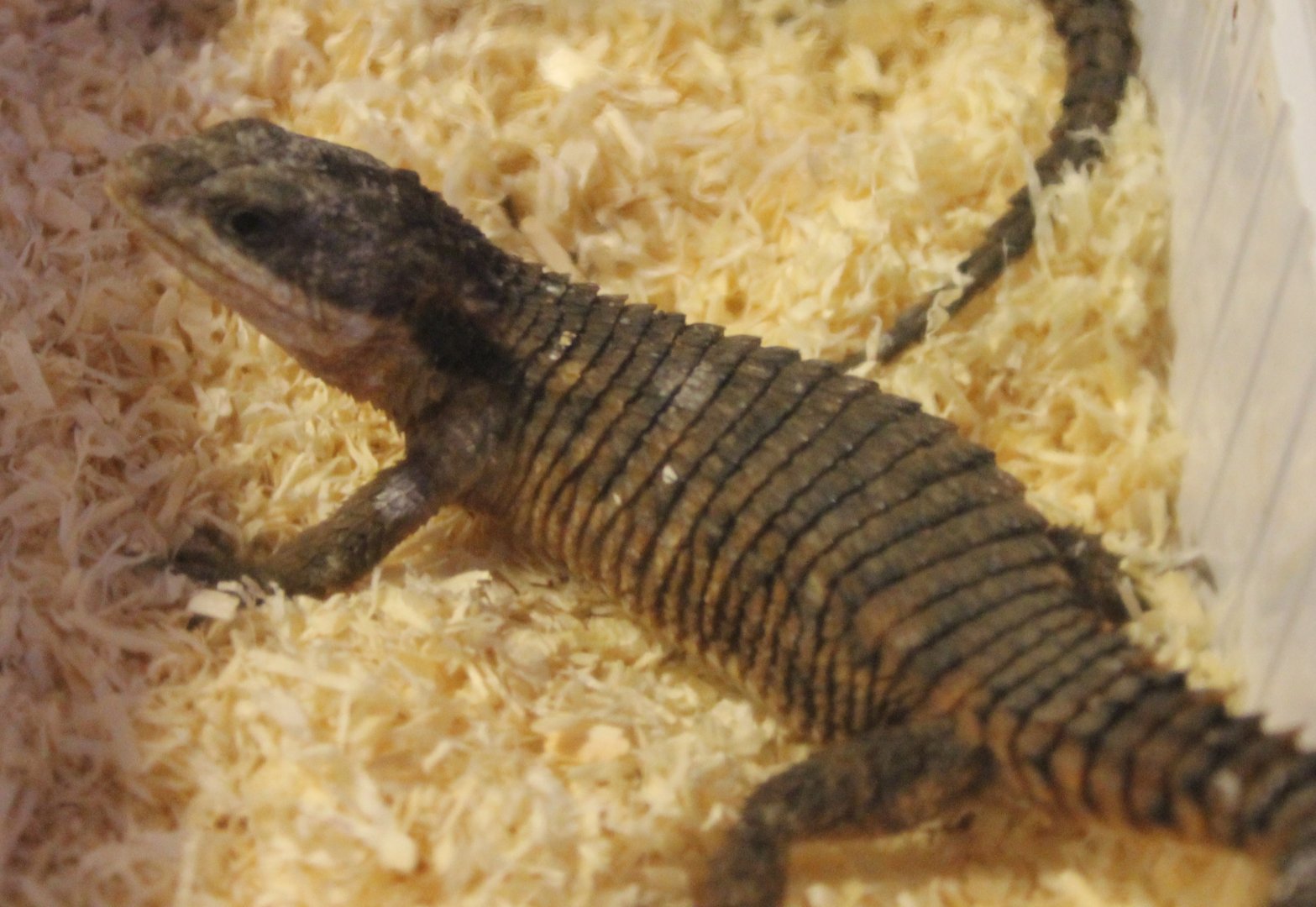 Cordylus tropidosternum