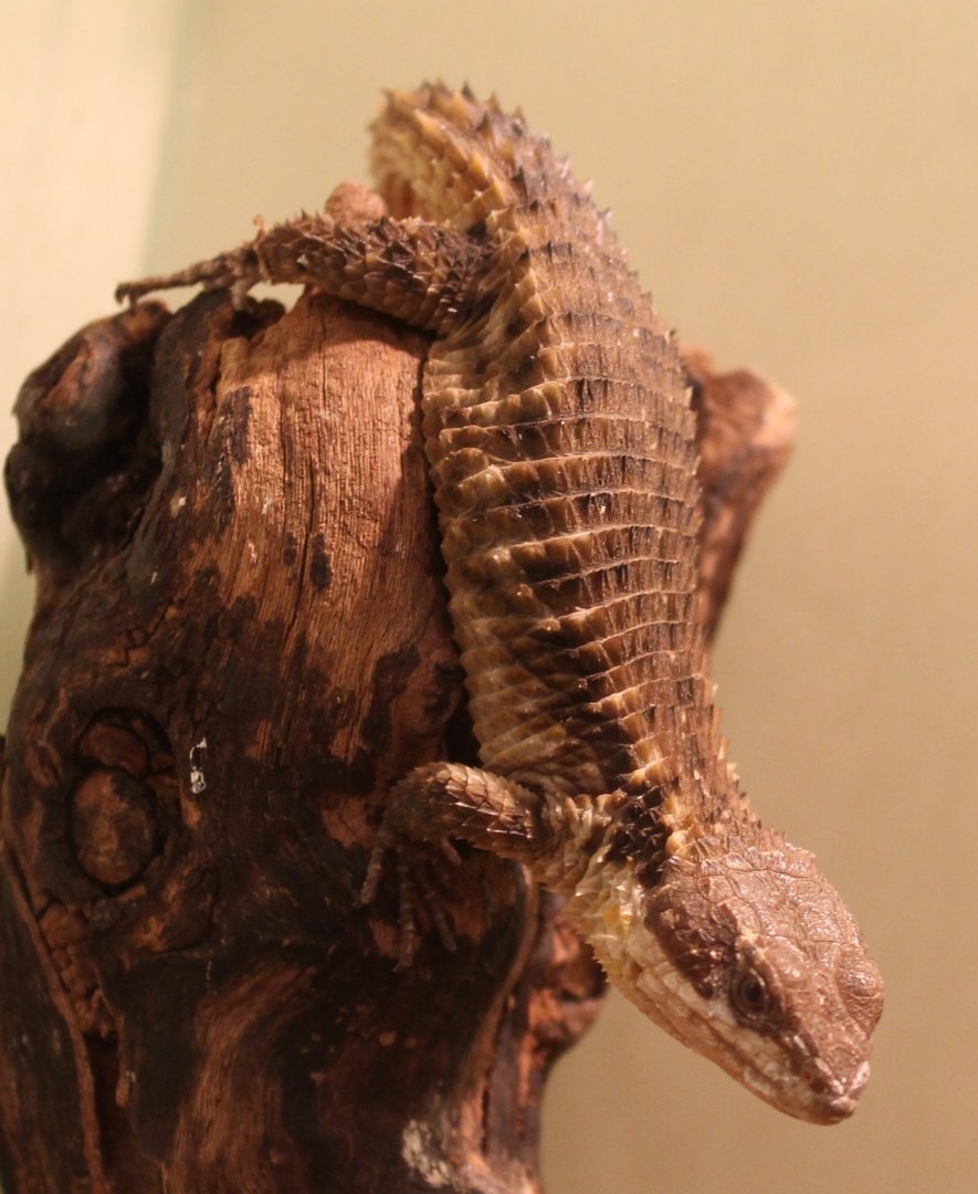 Cordylus tropidosternum