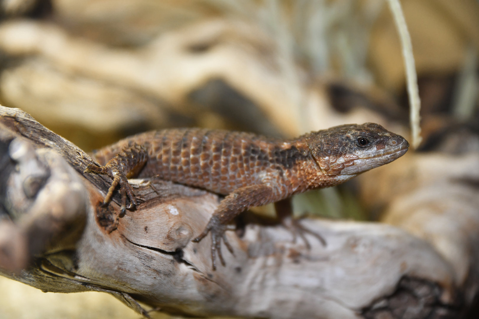 Cordylus tropidosternum