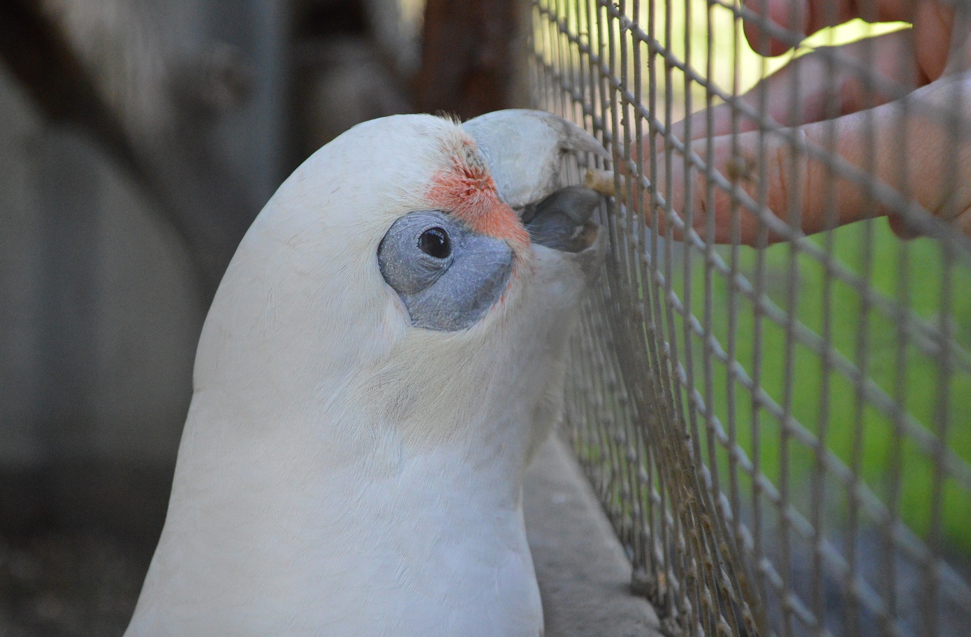 Corella - Humbug Scrub