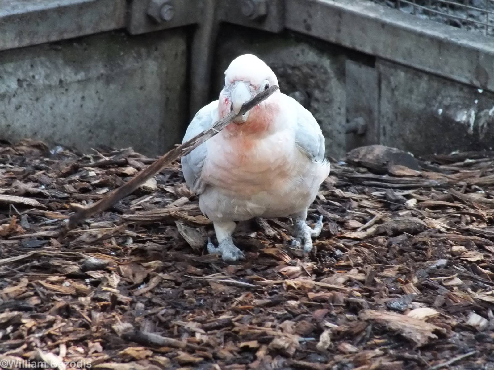 Corella x Galah Hybrid
