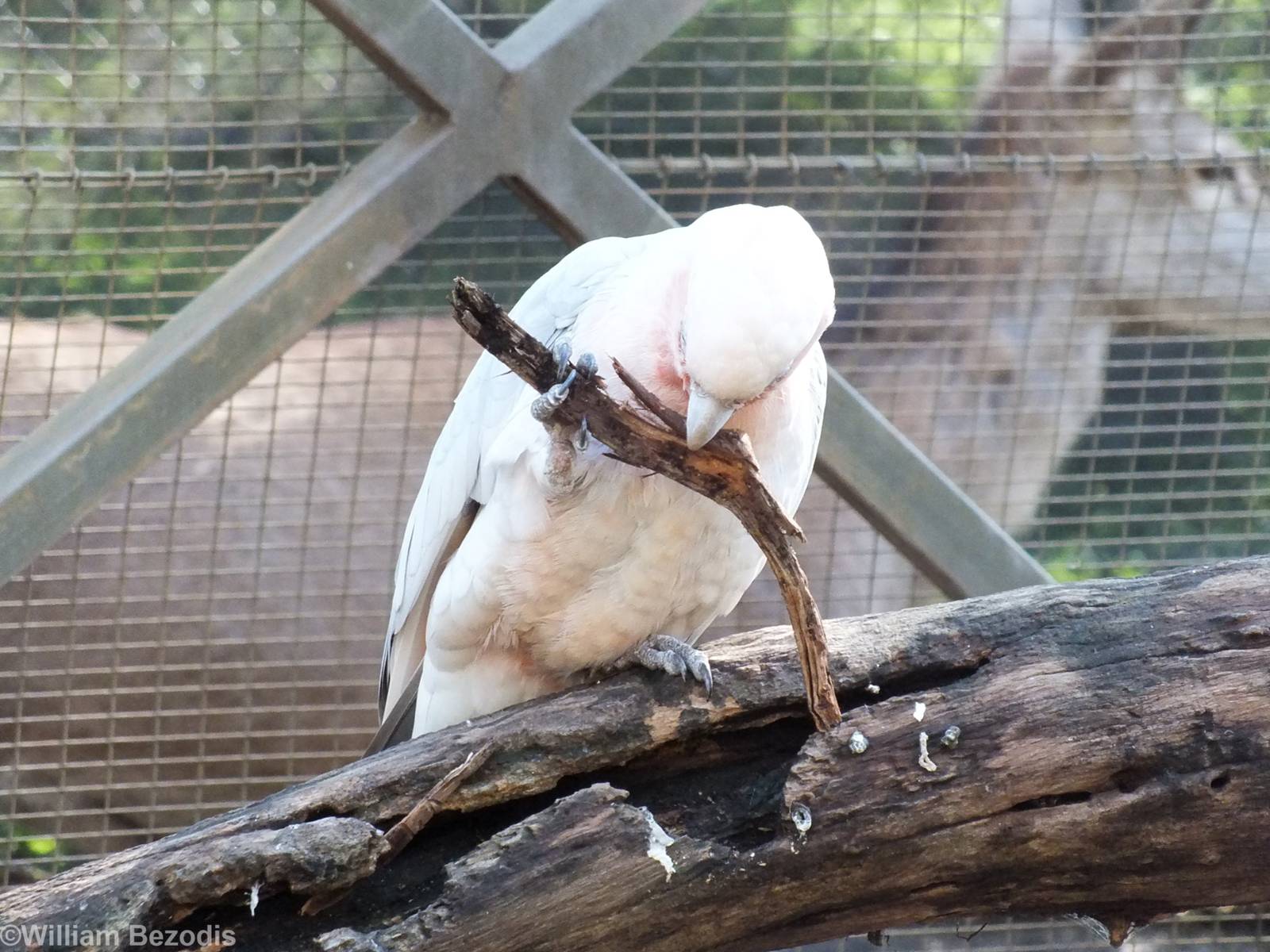 Corella x Galah Hybrid