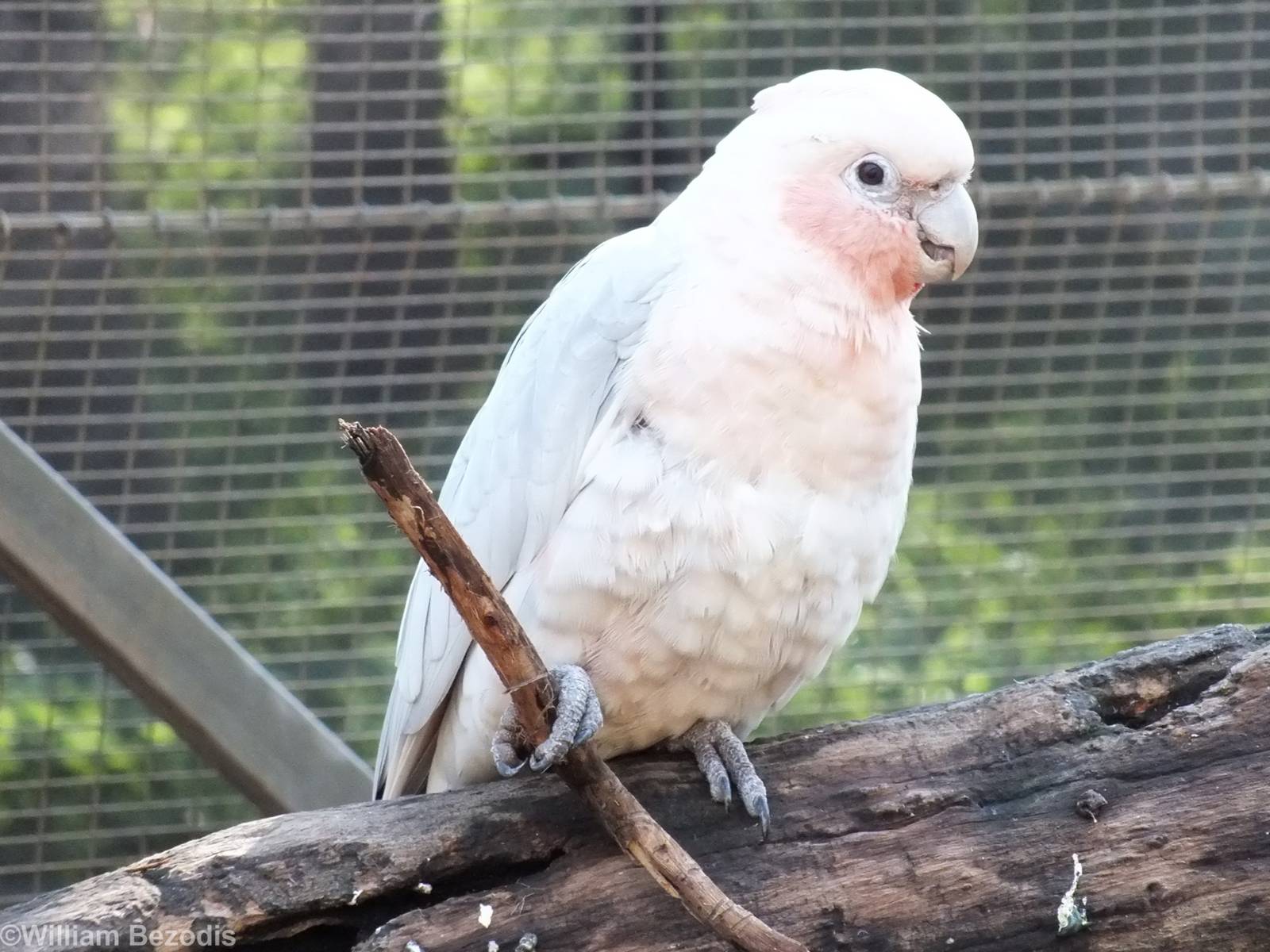 Corella x Galah Hybrid