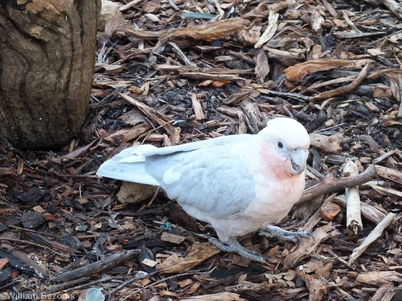 Corella x Galah Hybrid
