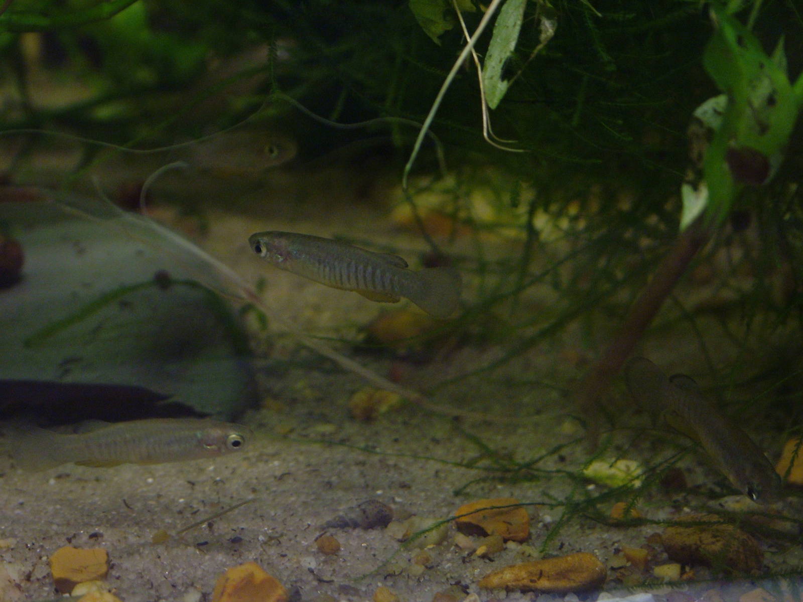 Corfu Killifish at London, 17/03/12