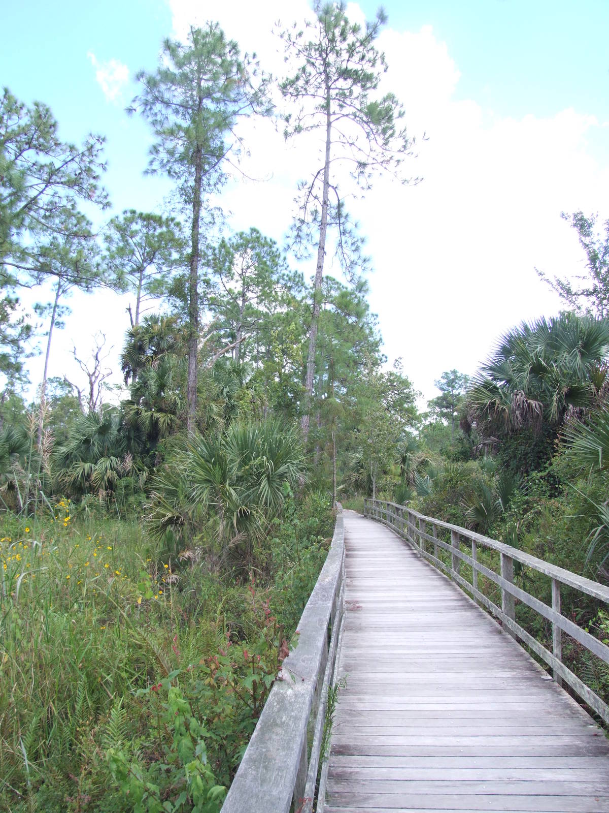Corkscrew Swamp Sanctuary, October 2013