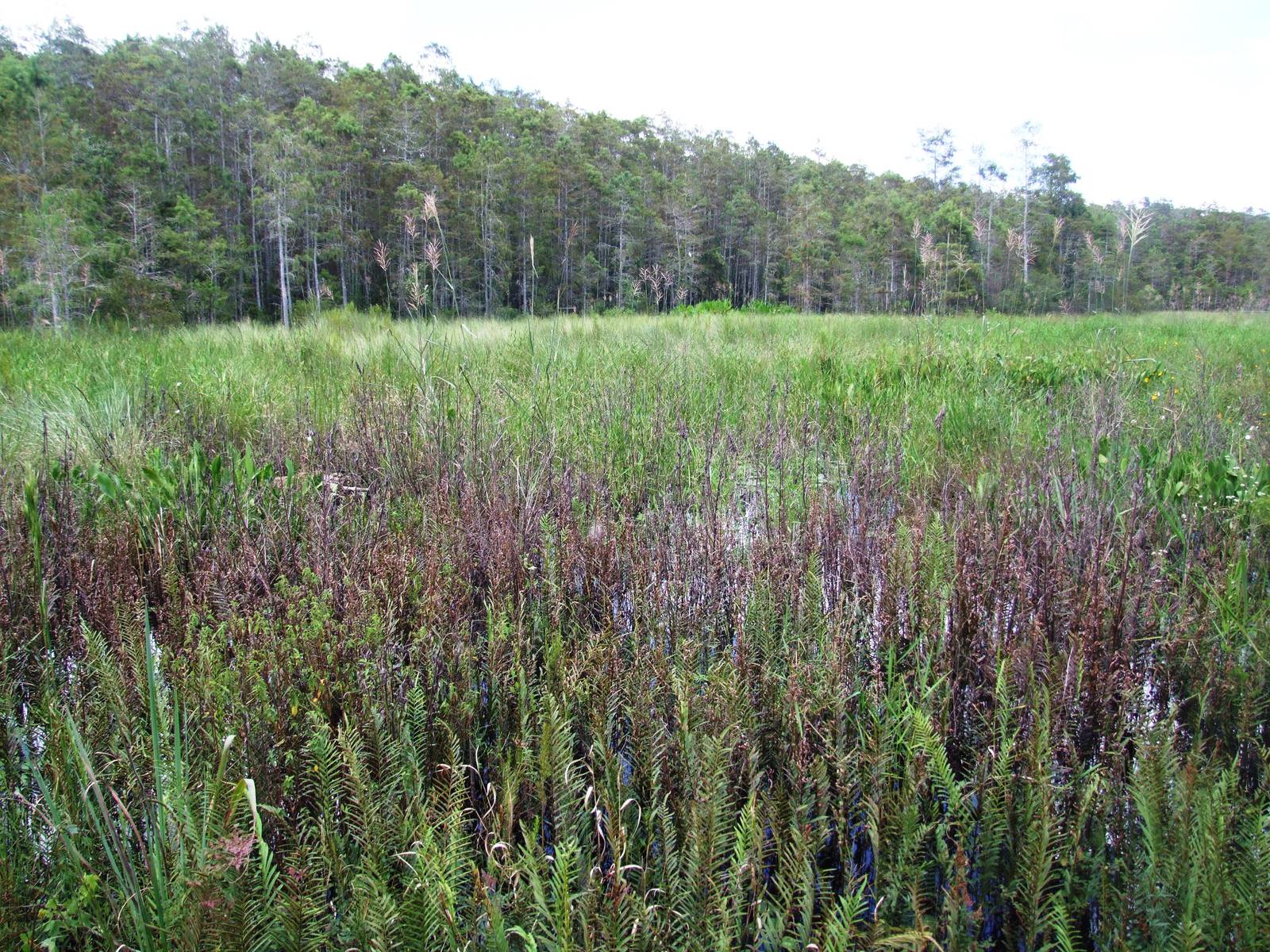 Corkscrew Swamp Sanctuary, October 2013