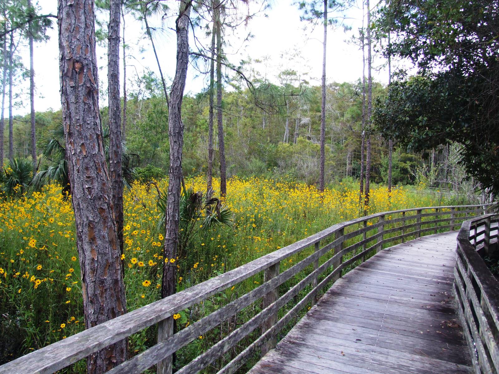 Corkscrew Swamp Sanctuary, October 2013