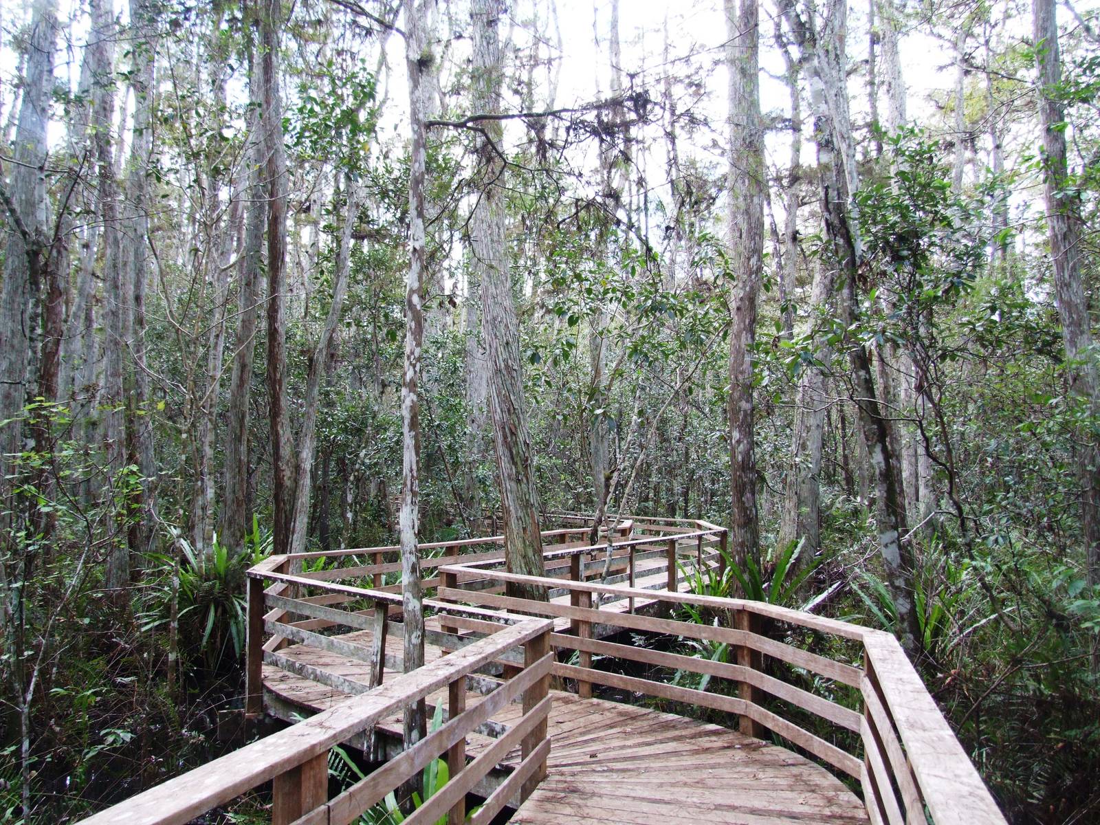 Corkscrew Swamp Sanctuary, October 2013