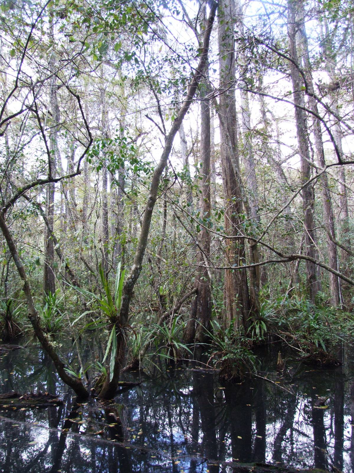 Corkscrew Swamp Sanctuary, October 2013