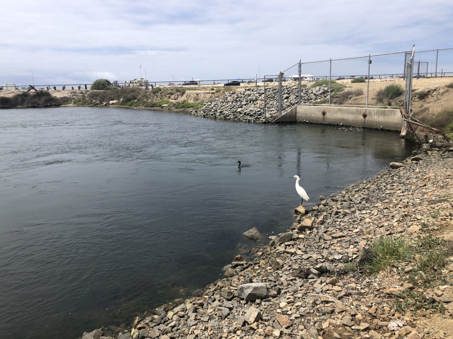 Cormorant and Snowy Egret