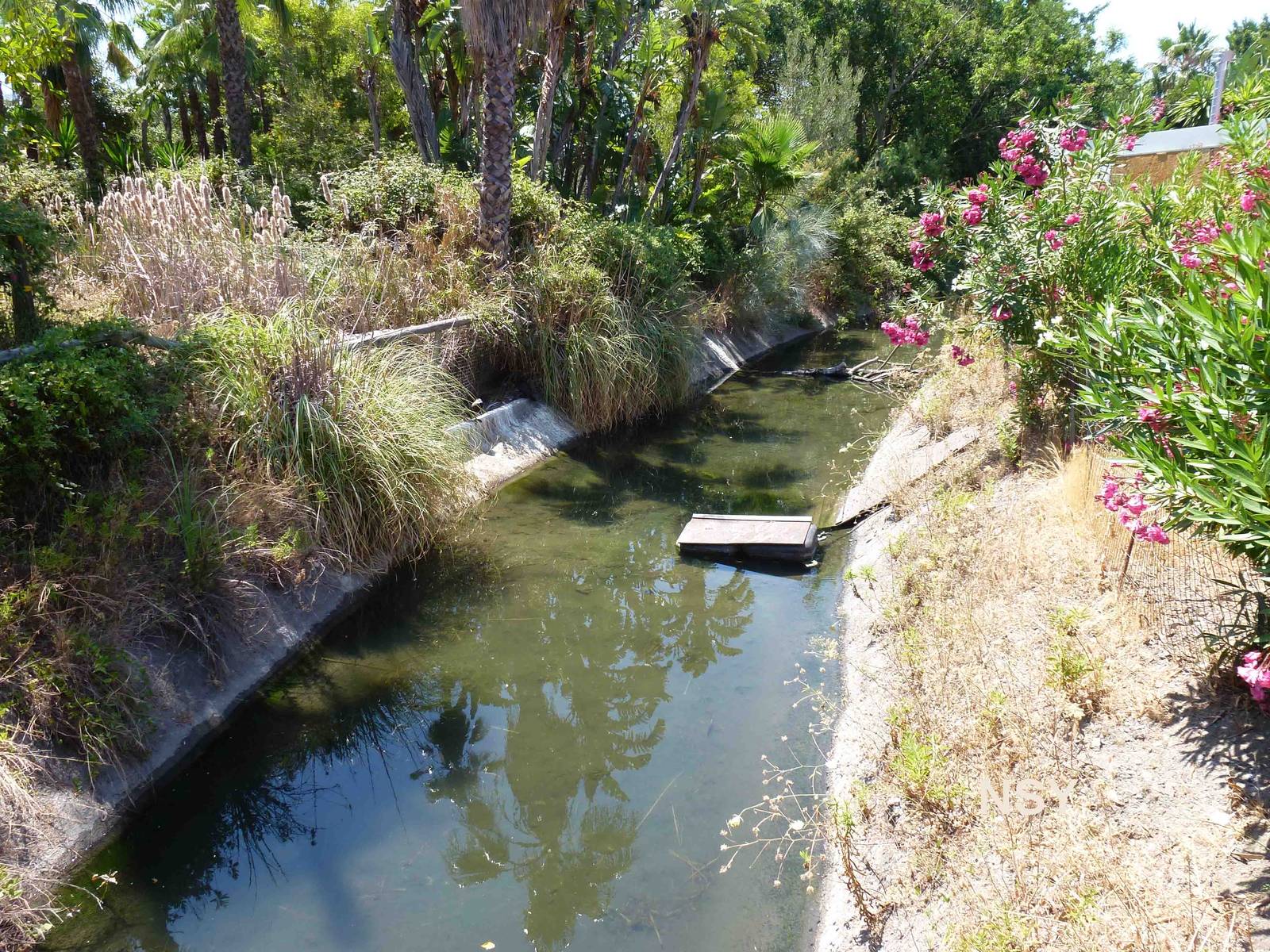 Cormorant canal, July 2013.