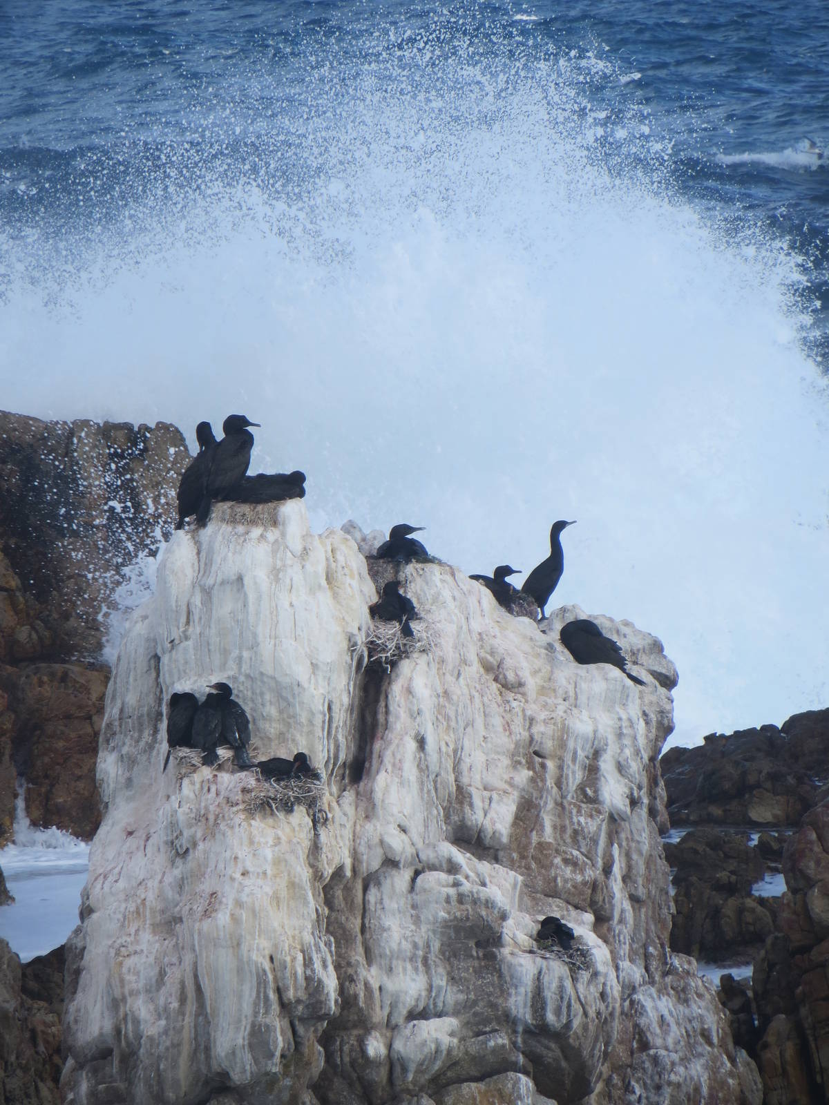 Cormorant colony