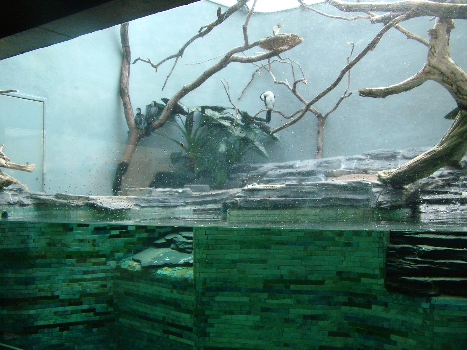 Cormorant Exhibit at Frankfurt 31/08/10