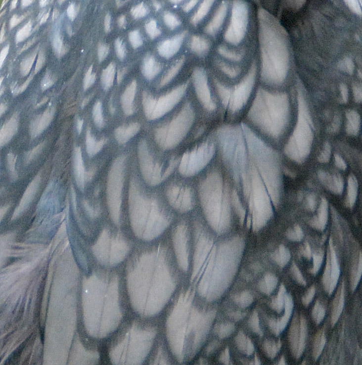 Cormorant feathers.